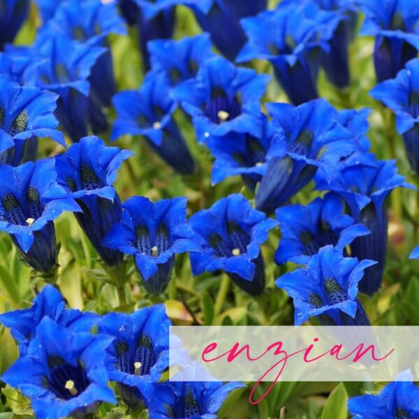 Blind date enzian Blind date enzian