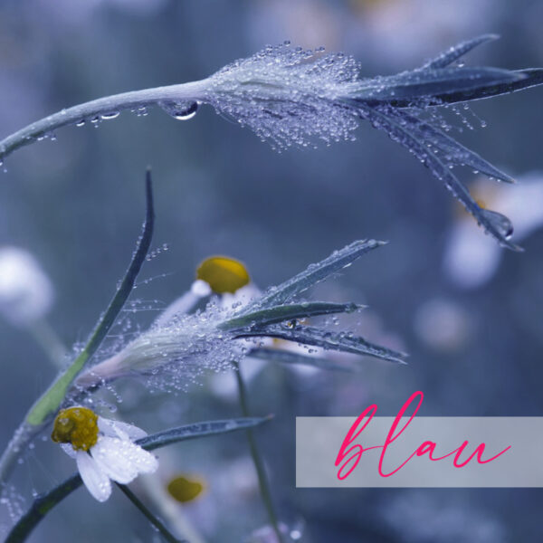 blau22 blau22